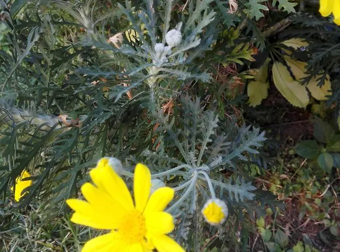 فندق مبيت وإفطار Fantasia 3*